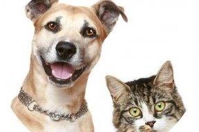 娱乐吃瓜酱宠物疫苗本